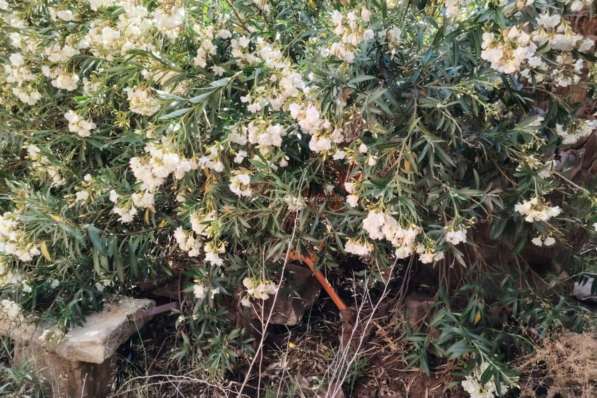 Reventa - Town house - Pinoso