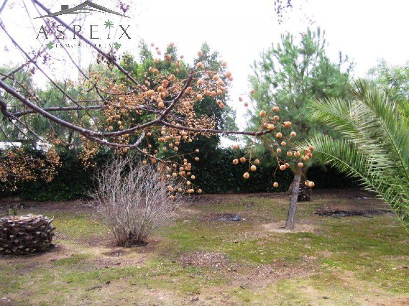 Re-sale - Villa - Novelda - CASAS DE SALA