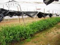 Re-sale - Villa - Novelda - CASAS DE SALA