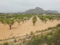 Venta - Plot - Hondon De Los Frailes - BARBARROJA
