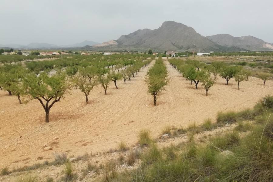 Venta - Plot - Hondon De Los Frailes - BARBARROJA