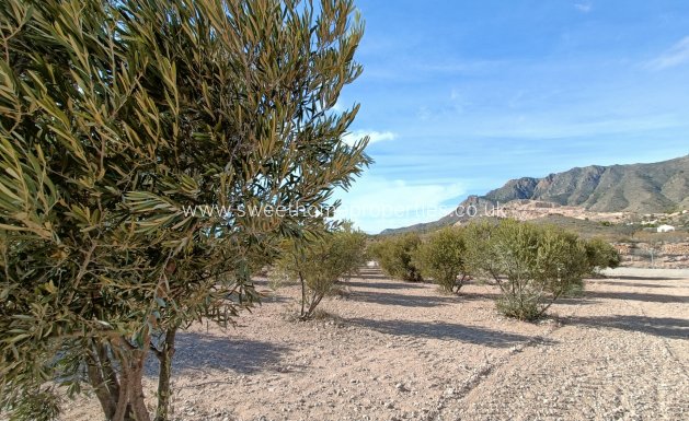 New Build - Country house - Macisvenda