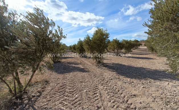 New Build - Country house - Macisvenda