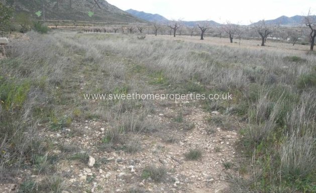 Resale - Plot - Hondon De Las Nieves - La solana