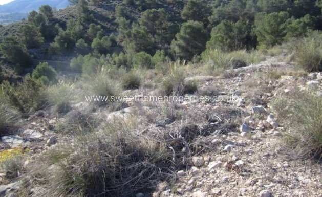 Resale - Plot - Hondon De Las Nieves - Hondon de las Nieves - Campo