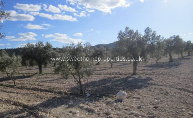 Resale - Country house - Salinas