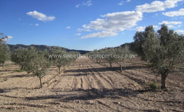Resale - Country house - Salinas