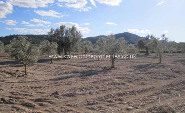 Resale - Country house - Salinas