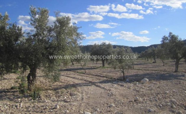 Resale - Country house - Salinas