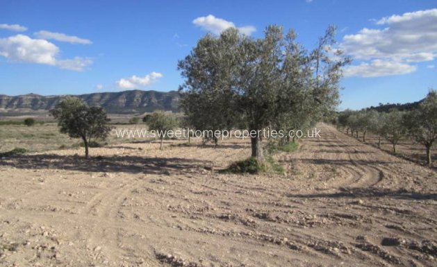 Resale - Country house - Salinas