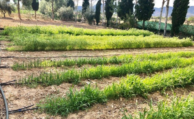 Herverkoop - Villa - Crevillent - BARRANCO SAN CAYETANO