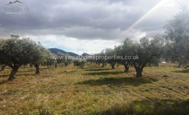 Resale - Plot - Biar