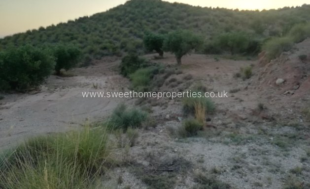 Resale - Plot - Abanilla - MACISVENDA