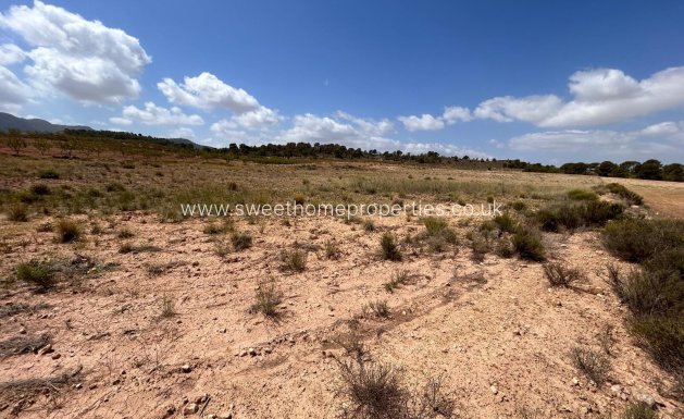 Resale - Plot - Jumilla - JUMILLA RURAL