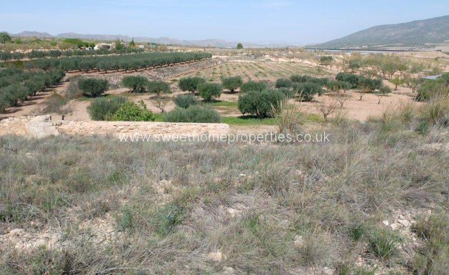 Resale - Cave house - Yecla - Raspay