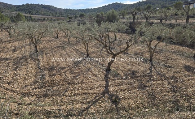 Resale - Plot - Hondon De Las Nieves - La cava