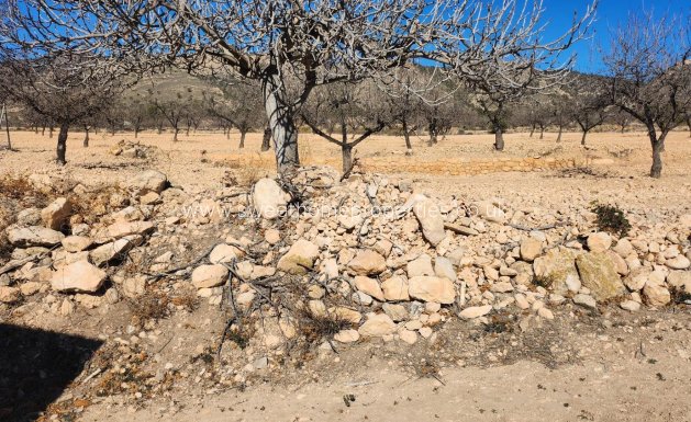 Resale - Country house - Jumilla - Carretera pinoso-jumilla