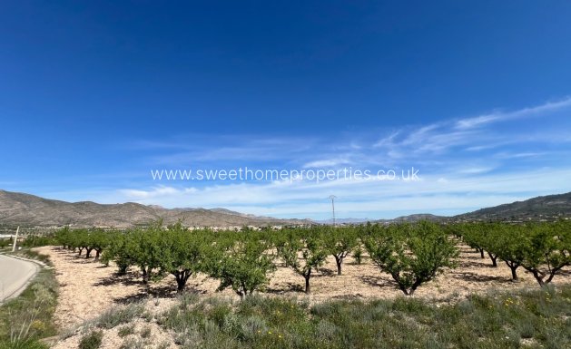 Resale - Plot - Hondon De Los Frailes