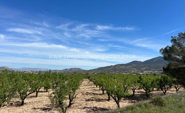 Resale - Plot - Hondon De Los Frailes
