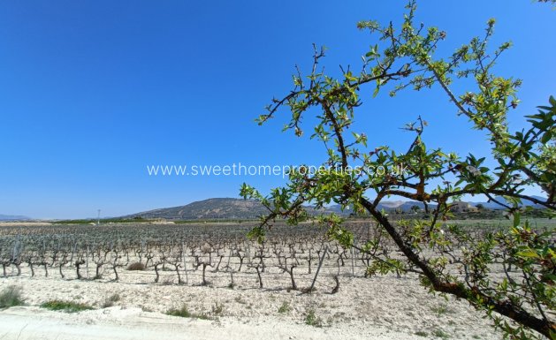 Obra nueva - Casa de campo - Pinoso