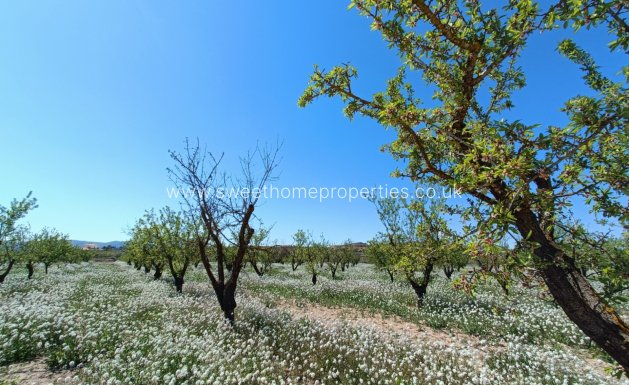 Obra nueva - Casa de campo - Pinoso
