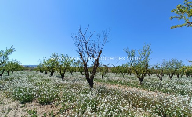 Obra nueva - Casa de campo - Pinoso