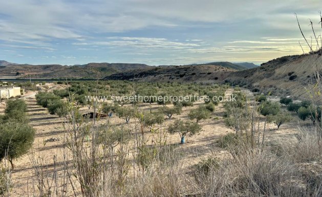 Reventa - Casa de campo - Aspe - El rabosero