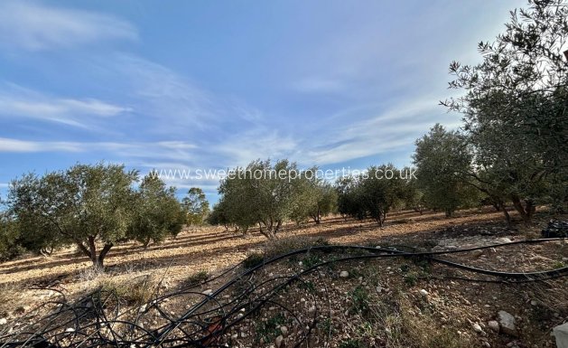 Reventa - Casa de campo - Aspe - El rabosero