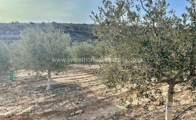 Reventa - Casa de campo - Aspe - El rabosero