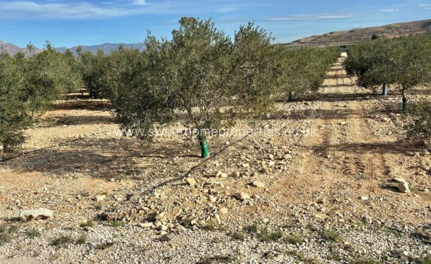 Reventa - Casa de campo - Aspe - El rabosero