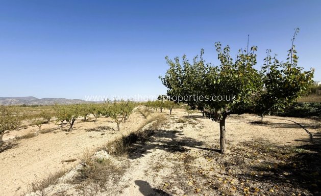 Reventa - Casa de campo - Pinoso