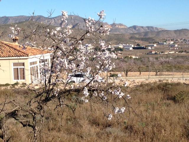 Venta - Plot - Hondon De Los Frailes