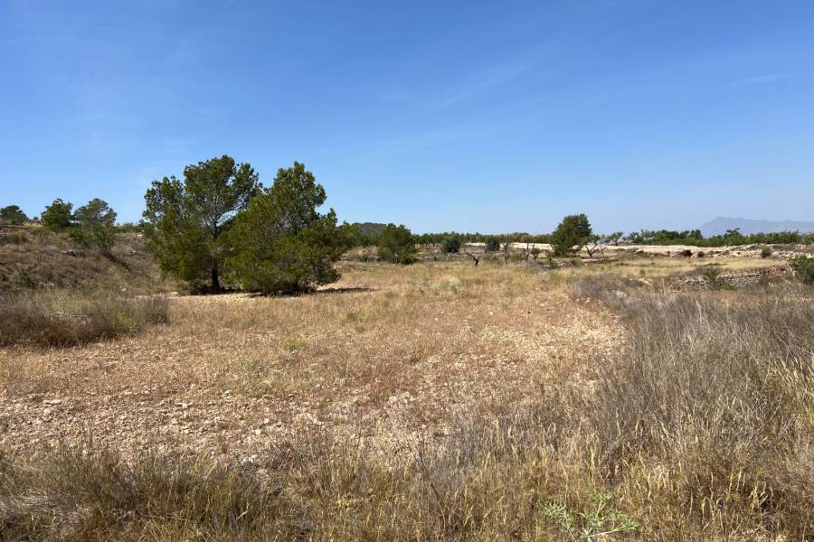 Venta - Plot - Barbarroja