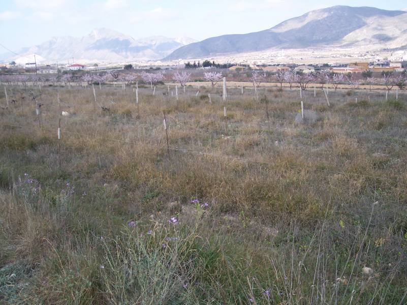 Re-sale - Plot - Hondon De Los Frailes - MONTE ALTO