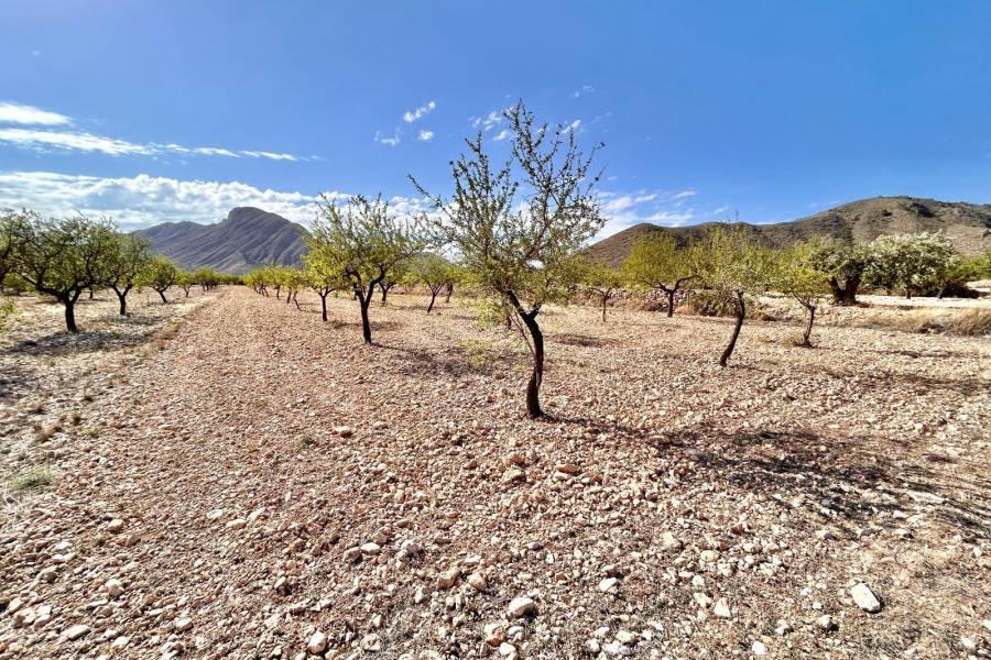 Re-sale - Plot - Hondon De Los Frailes - BARBARROJA