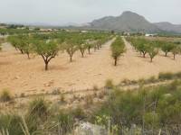 Venta - Plot - Hondon De Los Frailes - BARBARROJA