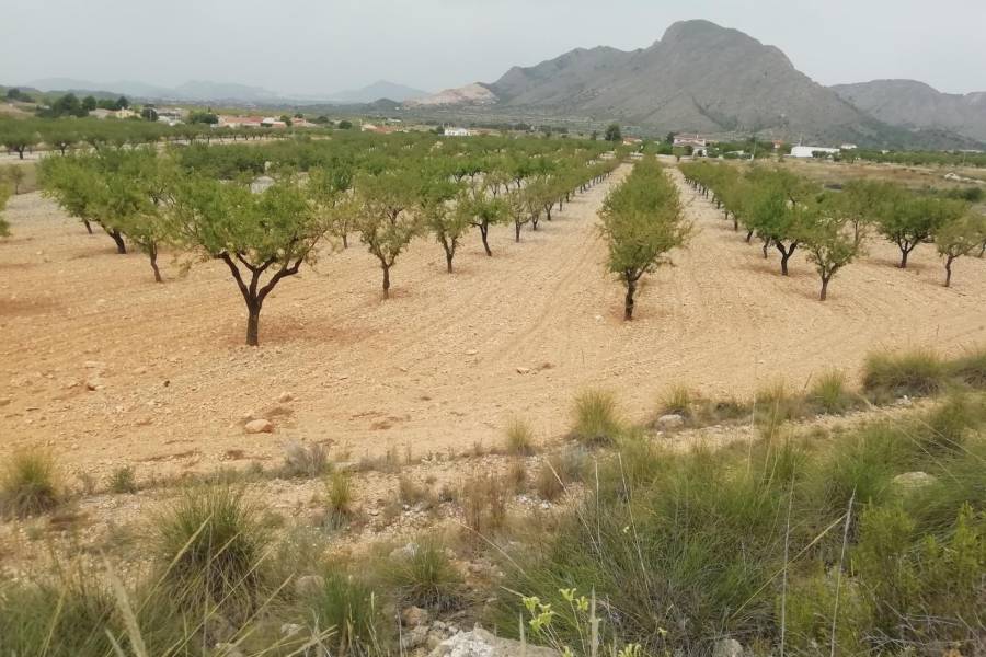 Venta - Plot - Hondon De Los Frailes - BARBARROJA