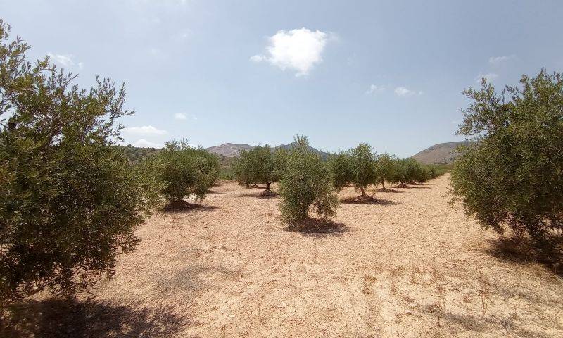 Venta - Casa cueva - Hondon De Las Nieves