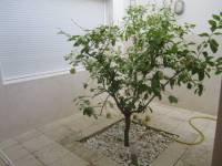 Re-sale - Bungalow - Aspe