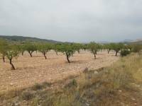 Venta - Plot - Hondon De Los Frailes - BARBARROJA