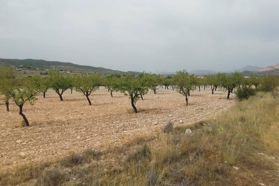Venta - Plot - Hondon De Los Frailes - BARBARROJA