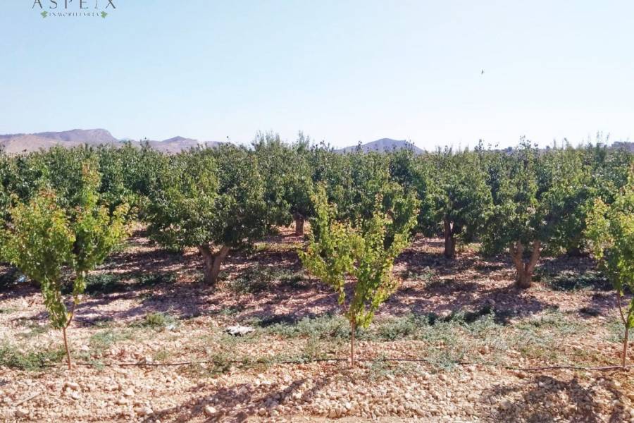 Re-sale - Country house - Hondon De Las Nieves - BAYON