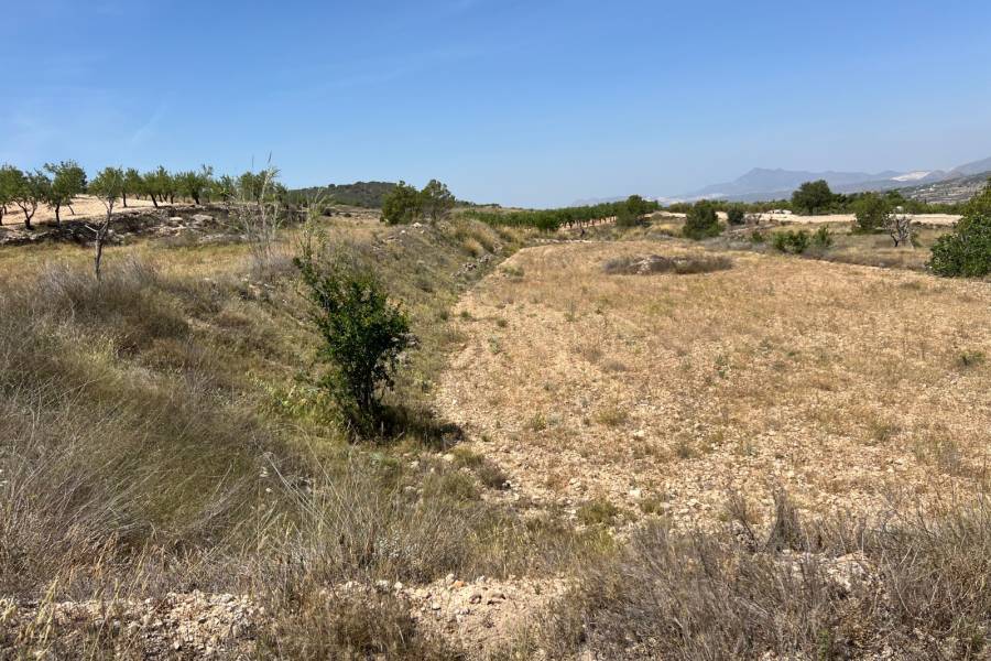 Venta - Plot - Barbarroja