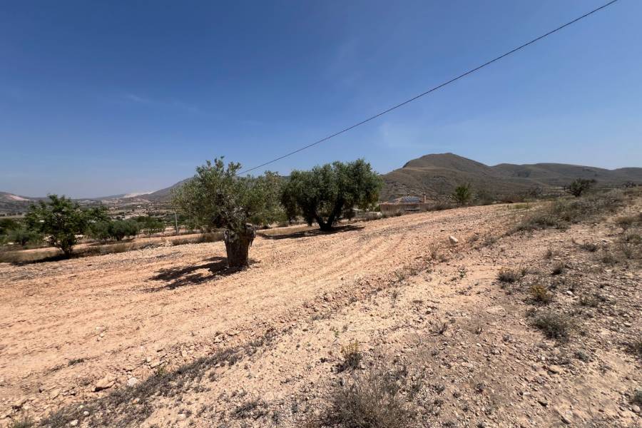 Venta - Plot - Barbarroja