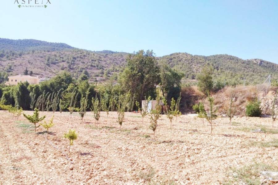 Re-sale - Country house - Hondon De Las Nieves - BAYON