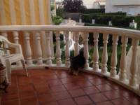 Venta - Chalet - Petrer - Salinetas