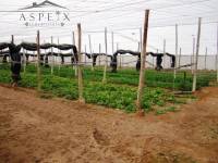 Re-sale - Villa - Novelda - CASAS DE SALA