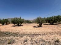 Venta - Plot - Barbarroja