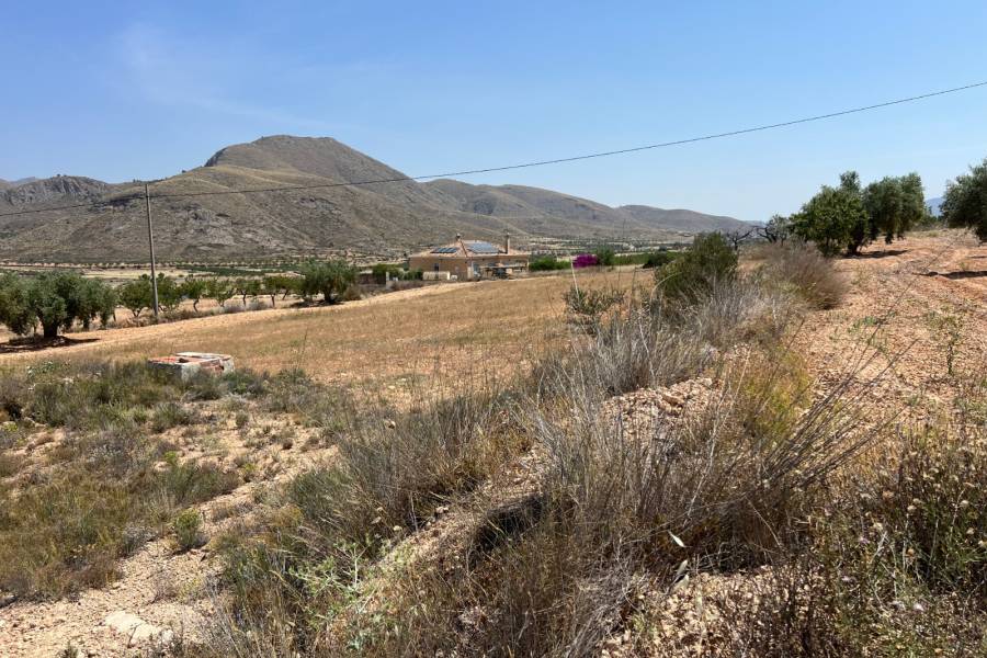 Re-sale - Plot - Barbarroja