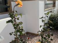 Venta - Apartamento - Villamartin - Campoamor golf resort